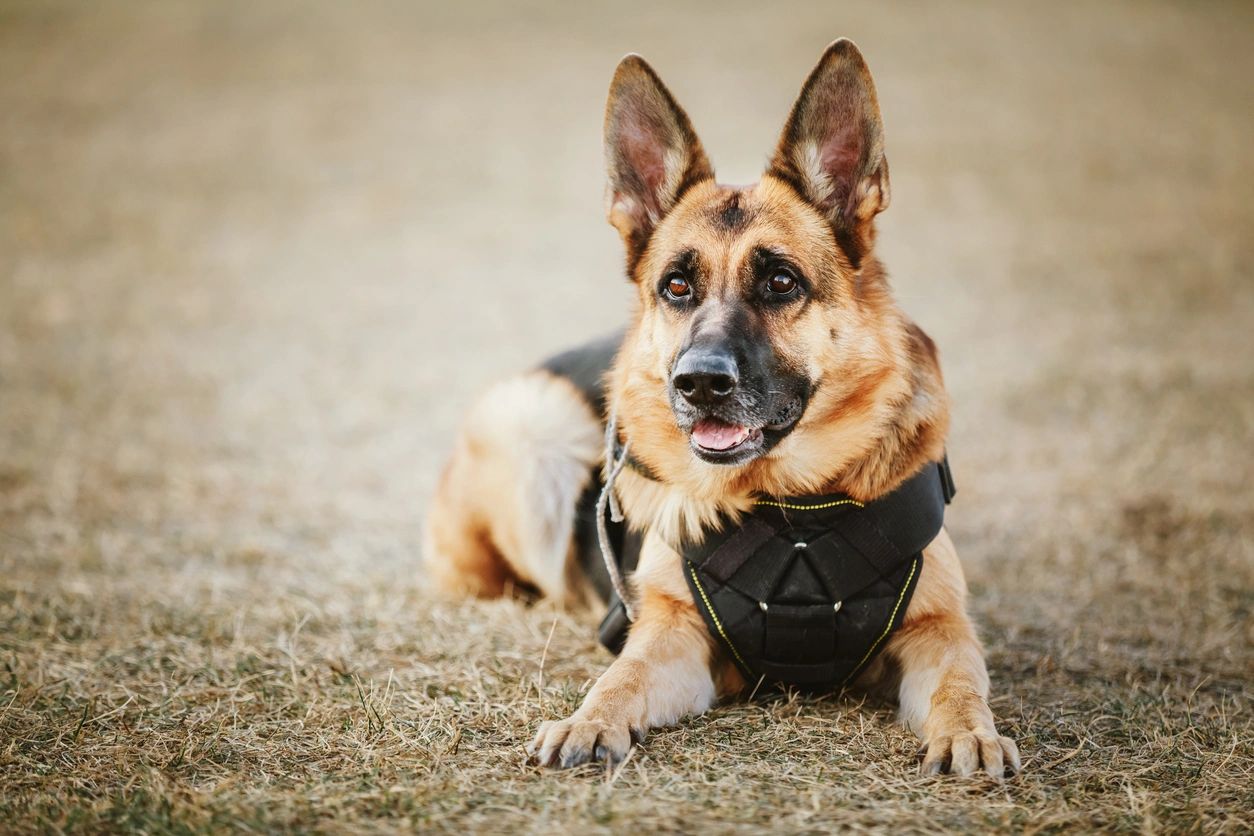 A german shepherd dog wearing a harness and sitting on the ground.